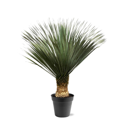 Palmlilie – Yucca rostrata