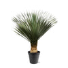 Palmlilie – Yucca rostrata – Ø 50 cm · 130–150 cm
