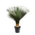 Palmlilie – Yucca rostrata – Ø 50 cm · 130–150 cm