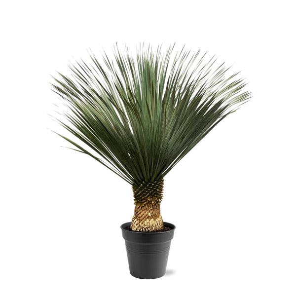 Palmlilie – Yucca rostrata – Ø 50 cm · 130–150 cm