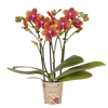 Duftende Schmetterlingsorchidee ‚Fragrance Bolgheri' – Phalaenopsis