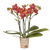 Duftende Schmetterlingsorchidee ‚Fragrance Bolgheri' – Phalaenopsis
