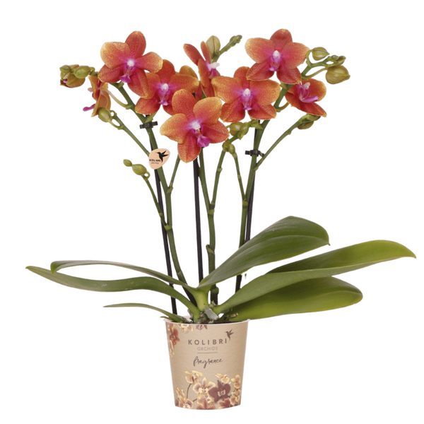 Duftende Schmetterlingsorchidee ‚Fragrance Bolgheri' – Phalaenopsis