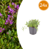 Sand-Thymian – Thymus serpyllum – 24 Stück