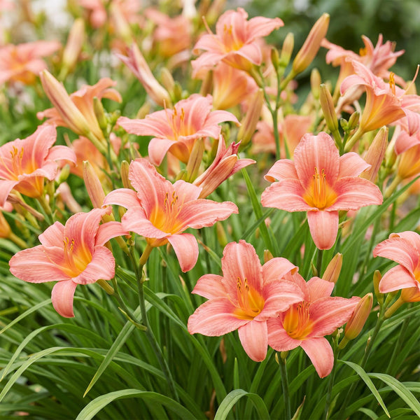 Taglilie ‚Pink Damask' – Hemerocallis – Ansicht 5