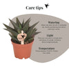 Haworthia limifolia – Ansicht 13