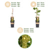 Weinrebe ‚Lakemont' – Vitis vinifera – Ansicht 4