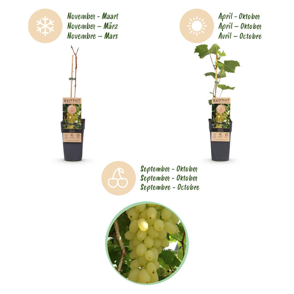 Weinrebe ‚Lakemont' – Vitis vinifera – Ansicht 4