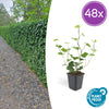 Irischer Efeu – Hedera hibernica