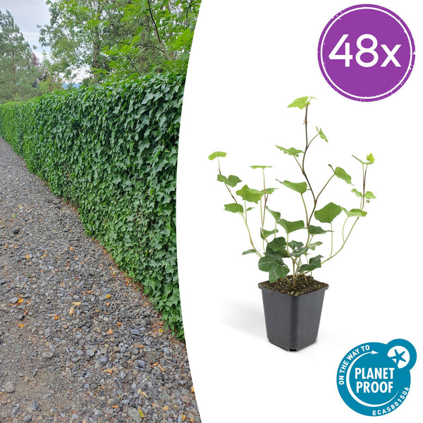 Irischer Efeu – Hedera hibernica