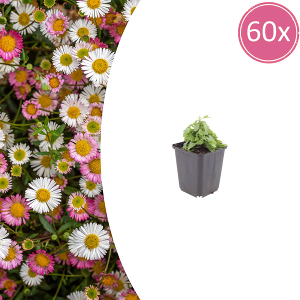 Spanisches Gänseblümchen – Erigeron karvinskianus