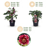 Lenzrose ‚Double Ellen Red' – Helleborus orientalis – Ansicht 9