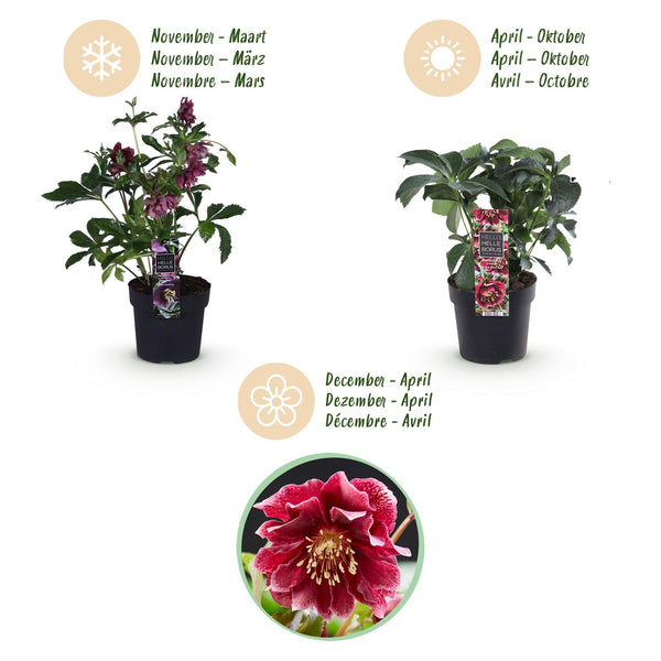 Lenzrose ‚Double Ellen Red' – Helleborus orientalis – Ansicht 9