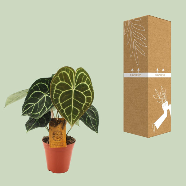 Anthurium clarinervium – Ansicht 3