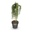 Kriechender Rosmarin ‚Prostratus' – Rosmarinus officinalis – Ansicht 2