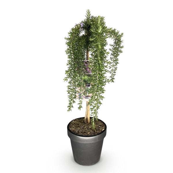 Kriechender Rosmarin ‚Prostratus' – Rosmarinus officinalis – Ansicht 2