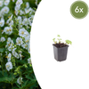 Balkan-Storchschnabel ‚White Ness' – Geranium macrorrhizum – 6 Stück