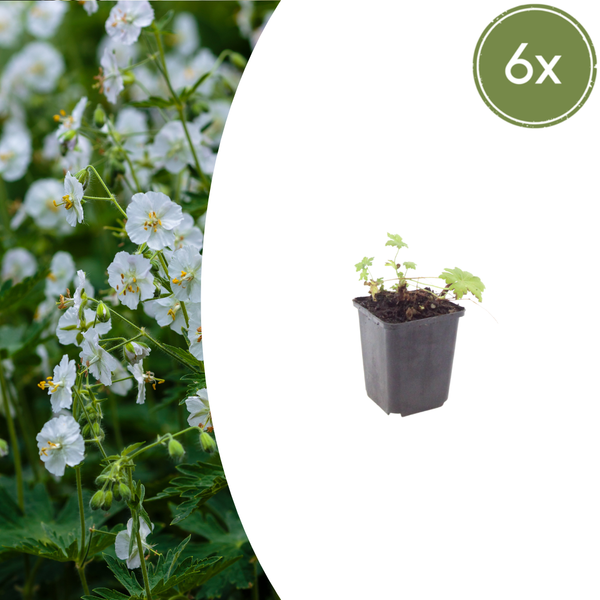 Balkan-Storchschnabel ‚White Ness' – Geranium macrorrhizum – 6 Stück