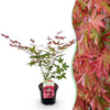 Fächerahorn ‚Beni-maiko' – Acer palmatum