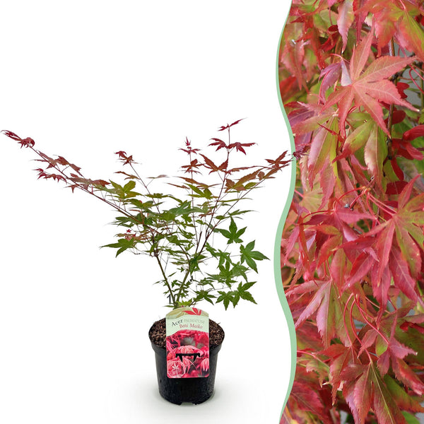 Fächerahorn ‚Beni-maiko' – Acer palmatum