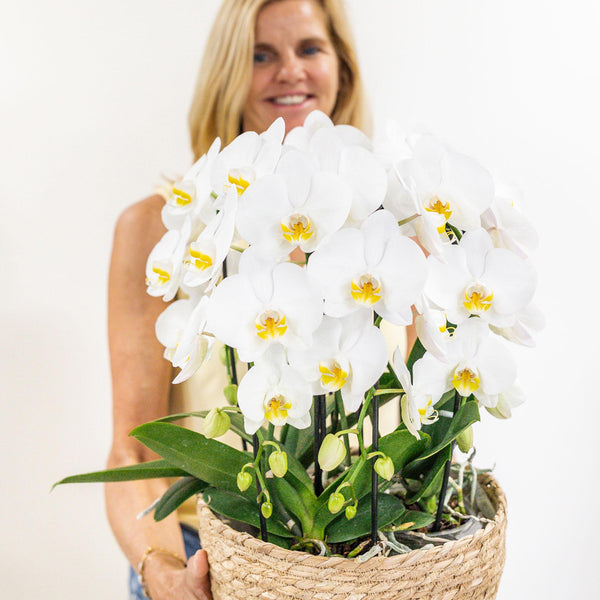 Orchideen-Set „Mono Bouquet“ – 3 weiße Phalaenopsis ‚Niagara Fall' – Ansicht 3