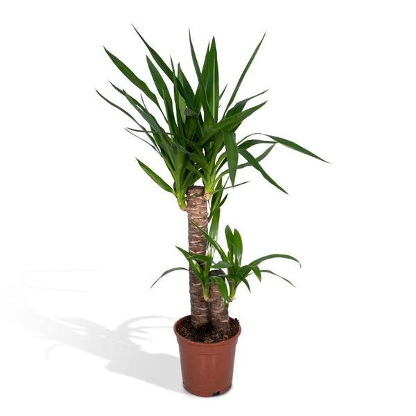 Riesen-Palmlilie – Yucca elephantipes