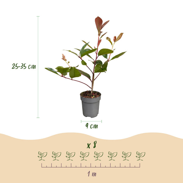 Glanzmispel ‚Red Robin' – Photinia × fraseri – Ansicht 4