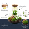 Flaschengarten-Set „Sam" – DIY-Terrarium mit Lampe und Kaffeepflanze – Ansicht 2