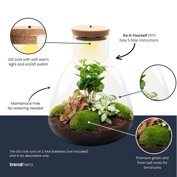 Flaschengarten-Set „Sam" – DIY-Terrarium mit Lampe und Kaffeepflanze – Ansicht 2