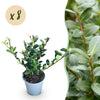 Japanische Stechpalme ‚Caroline Upright' – Ilex crenata