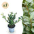 Japanische Stechpalme ‚Caroline Upright' – Ilex crenata