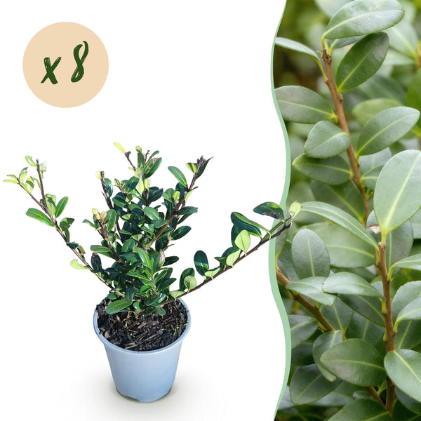 Japanische Stechpalme ‚Caroline Upright' – Ilex crenata
