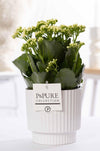 Flammendes Käthchen – Kalanchoe blossfeldiana