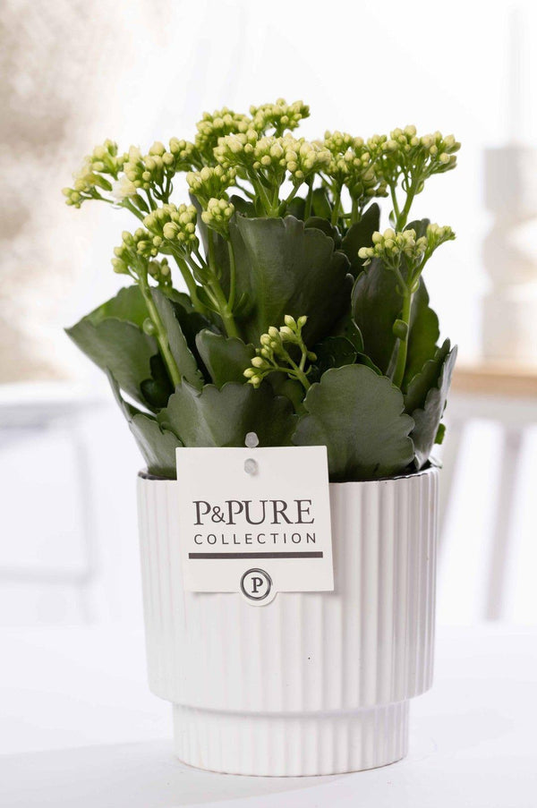 Flammendes Käthchen – Kalanchoe blossfeldiana
