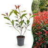 Glanzmispel ‚Carre Rouge' – Photinia × fraseri – Ansicht 3