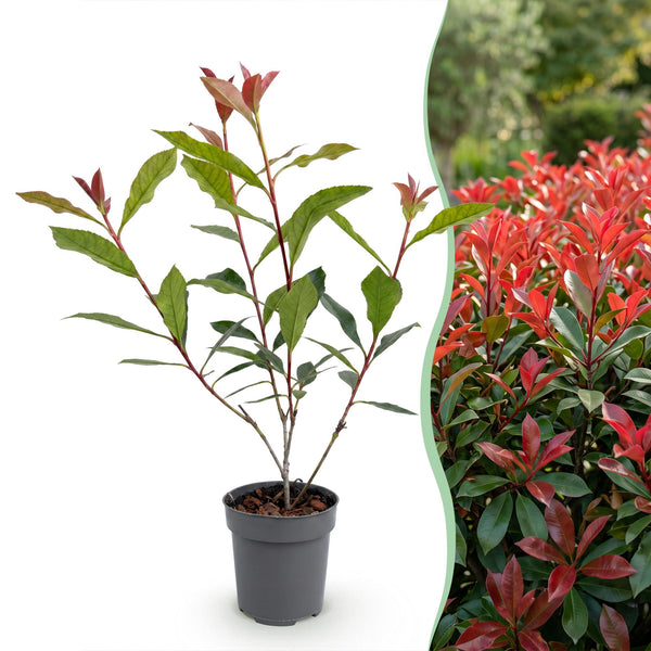 Glanzmispel ‚Carre Rouge' – Photinia × fraseri – Ansicht 3
