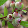 Heidelbeere ‚Pink Lemonade' – Vaccinium corymbosum – Ansicht 5
