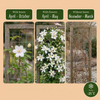 Bergwaldrebe ‚Wilsonii' – Clematis montana – Ansicht 4