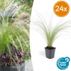 Federgras ‚Ponytails' – Stipa tenuissima