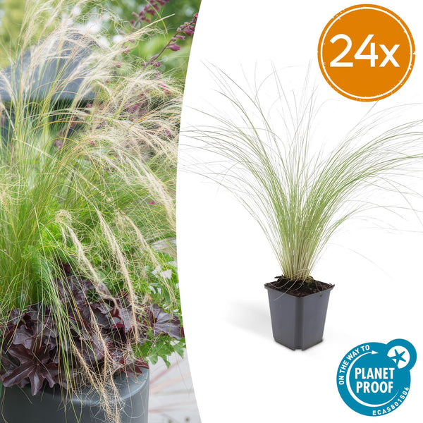 Federgras ‚Ponytails' – Stipa tenuissima