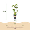 Weinrebe ‚Himrod' – Vitis vinifera – Ansicht 3