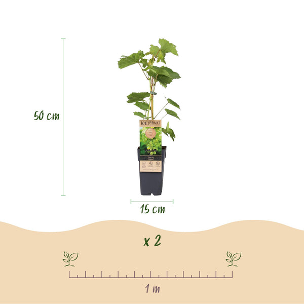 Weinrebe ‚Himrod' – Vitis vinifera – Ansicht 3