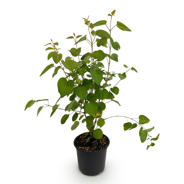 Katsurabaum – Cercidiphyllum japonicum – Ansicht 2