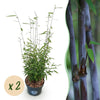 Schirmbambus ‚Black Dragon' – Fargesia nitida