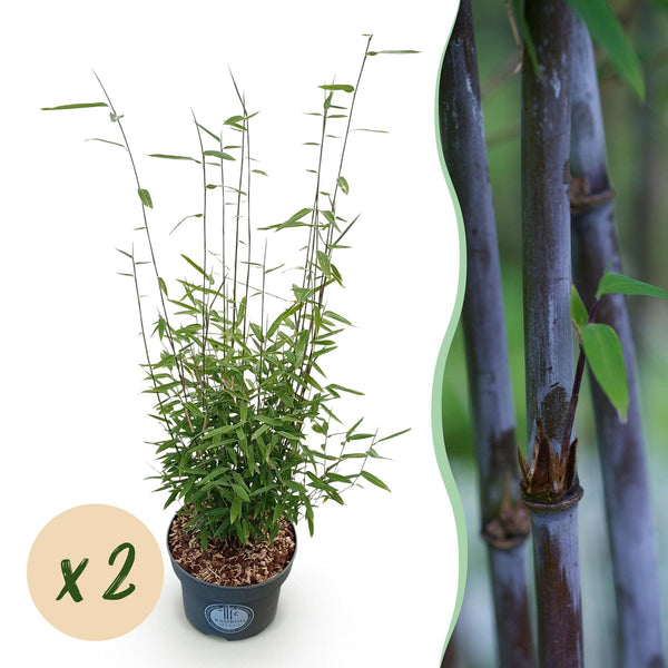 Schirmbambus ‚Black Dragon' – Fargesia nitida