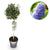 Säckelblume ‚Victoria' Stämmchen – Ceanothus impressus