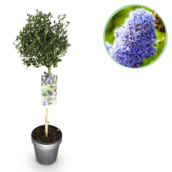 Säckelblume ‚Victoria' Stämmchen – Ceanothus impressus