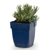 Lavendel ‚Rosea' – Lavandula angustifolia – Ansicht 2