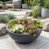 Hauswurz ‚Big Sam' – Sempervivum – Ansicht 6