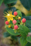 Johanniskraut ‚Annebel' – Hypericum × inodorum – Ansicht 6